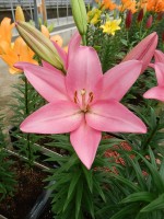 [5100 Francesca VH No02.JPG]